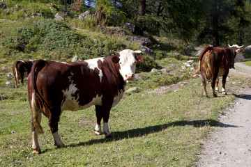 Fototapeta na wymiar Krowy na górskim szlaku
