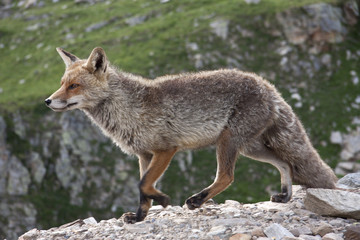 fox in a wildlife park in the Alps