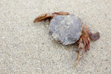Cangrejo en la playa