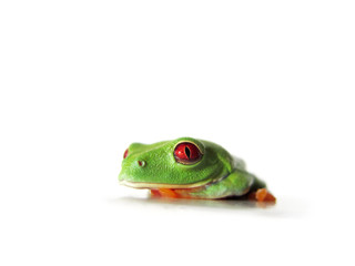 Rotaugenlaubfrosch 119 Agalychnis callidryas