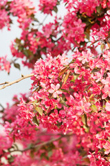 Naklejka premium Japanese cherry with blossom