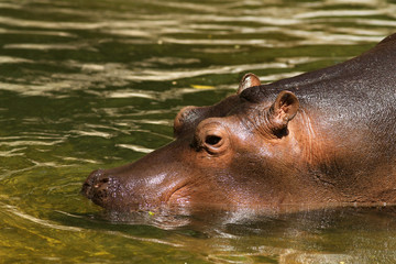 Young hippo going into the water