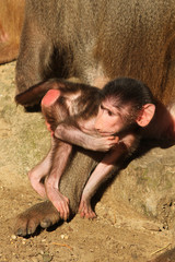 Baby baboon eating