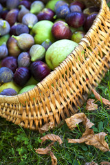 pommes, figues, cueillette, fruits automne, panier