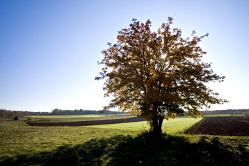 Fototapeta na wymiar Autumn tree in the green field