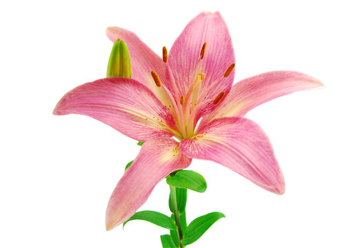 Pink lily isolated on white background