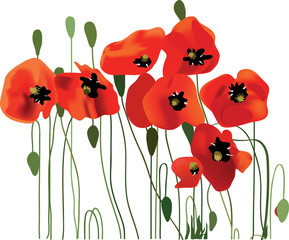 poppy flower, vector illustration