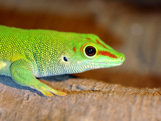Green gecko lizard