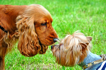 Cocker spaniel and puppy yorkshire