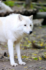 White wolf