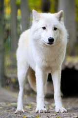 White wolf in forest