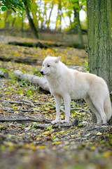 Fototapeta premium White wolf