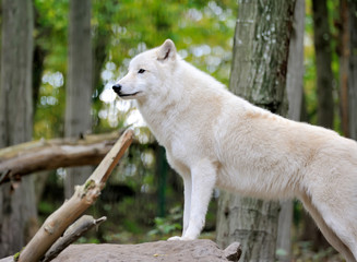 White wolf in forest