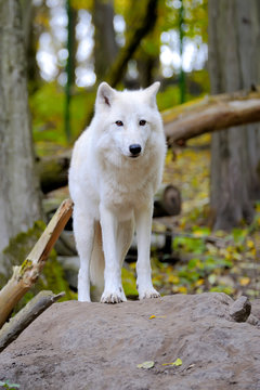 Fototapeta White wolf in forest