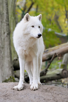 White wolf in forest