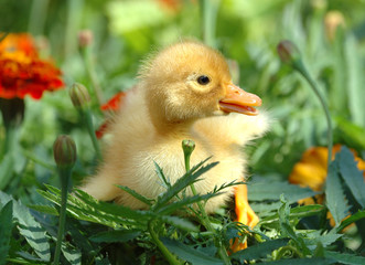 Yellow duckling