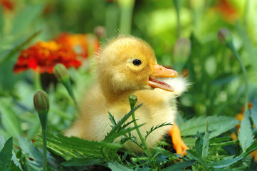 Yellow duckling