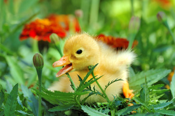 Yellow duckling