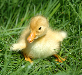 Yellow duckling