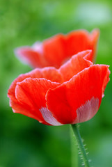 Fototapeta premium Poppy