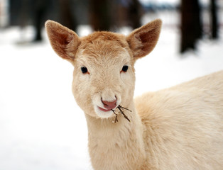 Deer