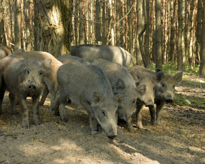 Wild boar