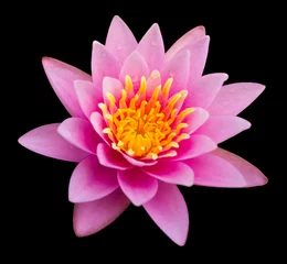 Cercles muraux fleur de lotus Lotus rose sur fond noir.