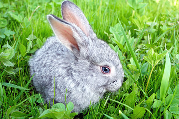 Baby white rabbit in grass