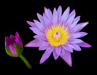 Purple lotus on a black background.