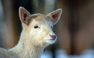 Fototapeta premium Deer