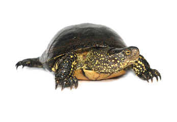 Tortoise isolated on white background