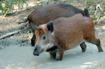Wild boar