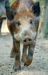 Wild boar