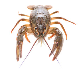 Lobsters isolated on white background