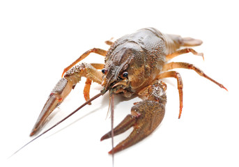 Lobsters isolated on white background