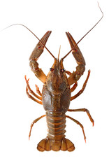 Lobsters isolated on white background