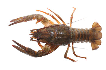 Lobsters isolated on white background