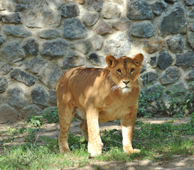 Lion