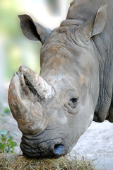 Fototapeta premium Rhinoceros