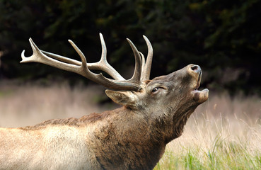 Red deer