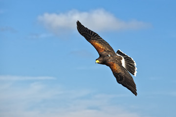 Master of Flight
