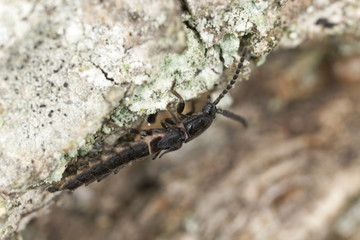 Glow-worm, phosphaenus hemipterus on wood