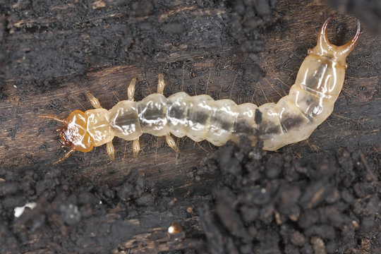 Cardinal beetle larvae (Pyrochroa coccinea) macro photo