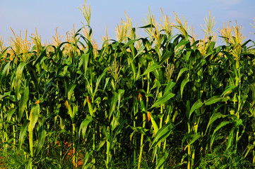 Cornfield with blue sky 2