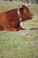 boeuf dans un pr&eacute;