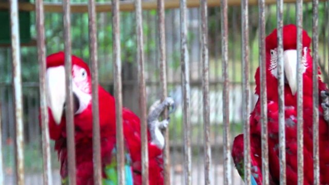 Tropical Parrots