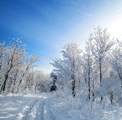 Winter forest, trees covered with rime