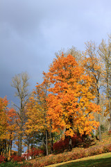 Fototapeta premium Autumn