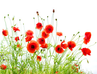 red poppies