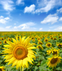Fototapeta premium sunflowers